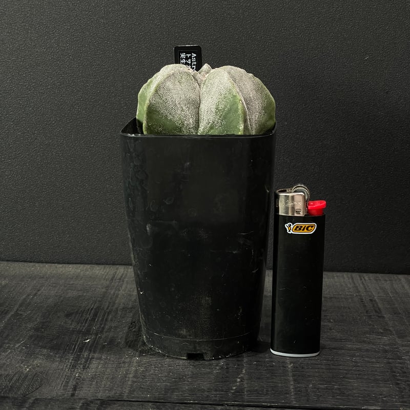 サボテン アストロフィツム トサカ亀甲ランポー玉 × プラ鉢 | 最終的に