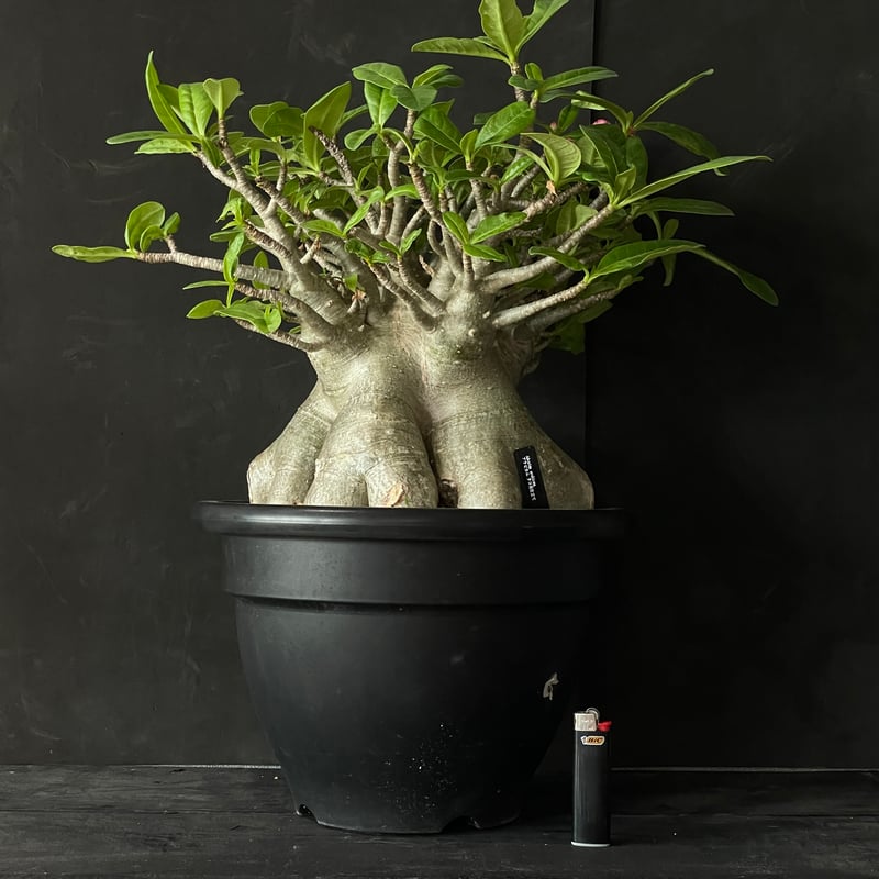 塊根植物 アデニウム アラビカム（タコ足仕立て） × プラ鉢 | 最終的に