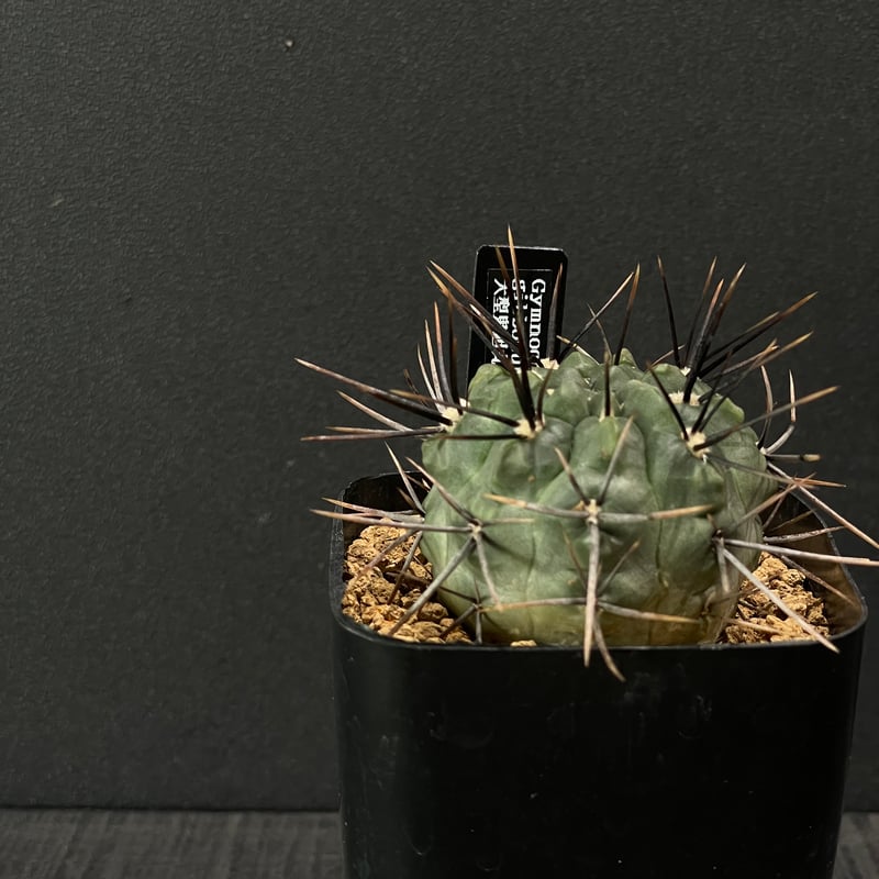 サボテン ギムノカリキウム 大型鬼胆丸 × プラ鉢 | 最終的に