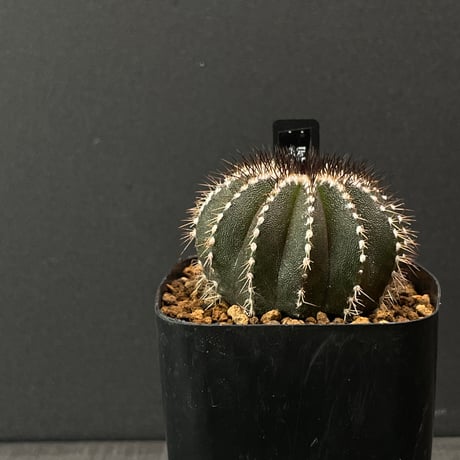 ペクチニフェラ 接降 サボテン ユーベルマニア + ユタエンシスの飾り ユーベルマニア・ペクチニフェラ（Uebelmannia pectinifera）の