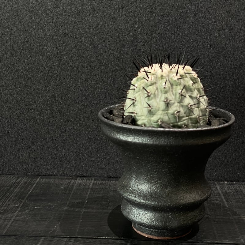 黒王丸 多頭！激ジブ作家鉢付き！コピアポア サボテン 塊根 グラキリス パキプス 黒王丸 多頭！激ジブ作家鉢付き！コピアポア サボテン 塊根