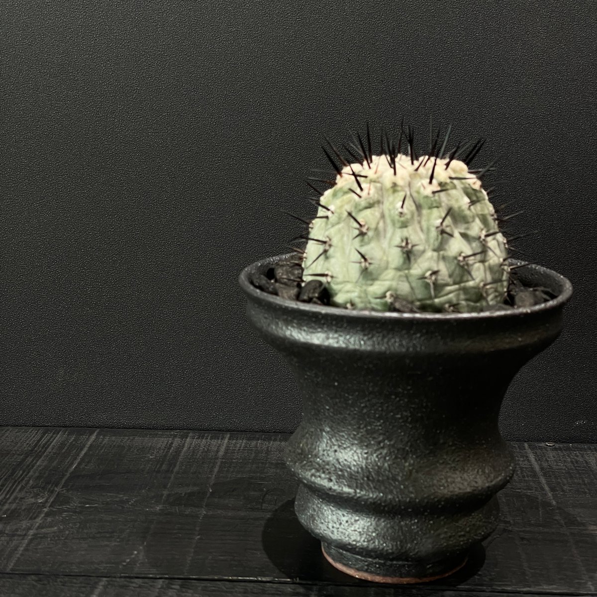 超 特 良！コピアポア 黒王丸 接木 鉢ごと発送 サボテン多肉植物 コピアポア・黒王丸 | trigger