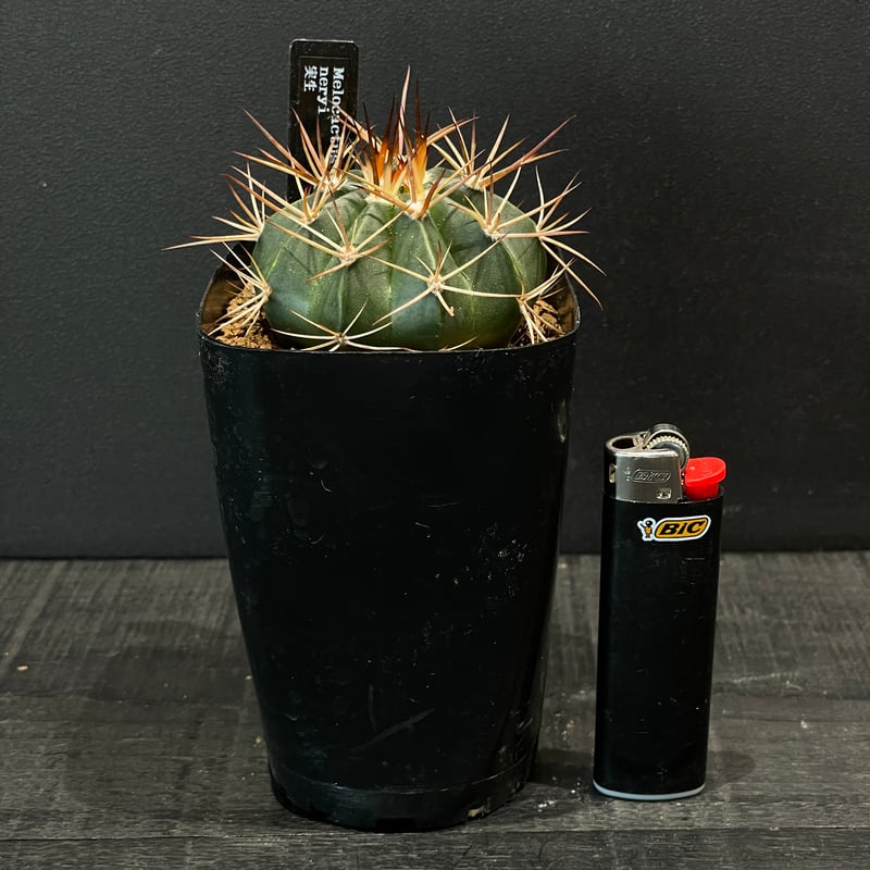 サボテン メロカクタス ネリー × プラ鉢 | 最終的にサボテン