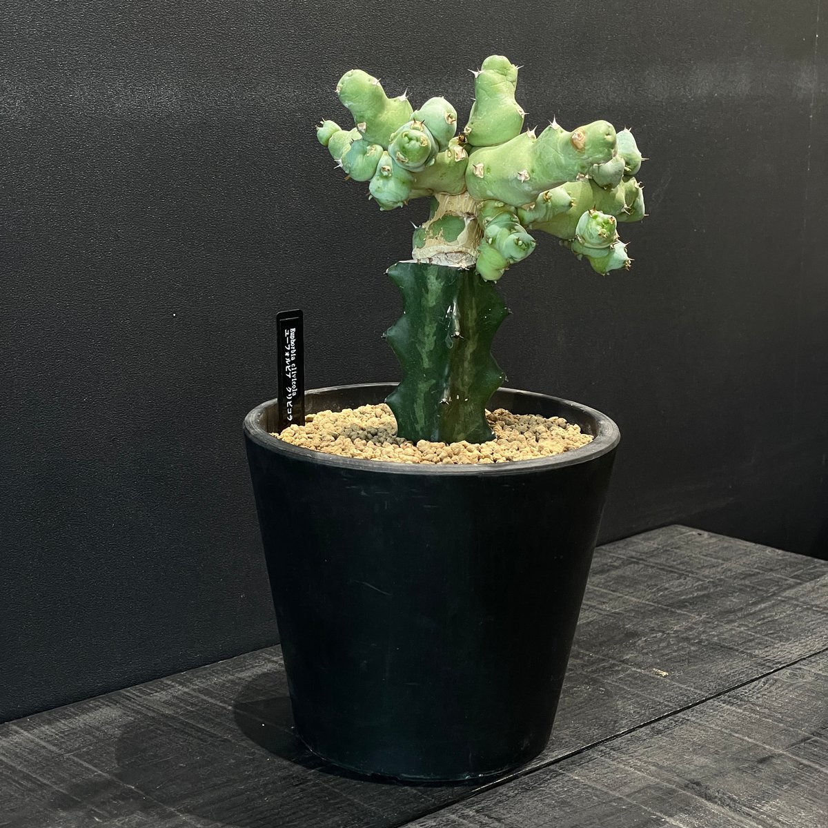 コーデックス ユーフォルビア クリピコラ 接ぎ木 × BLACK PLASTIC POT