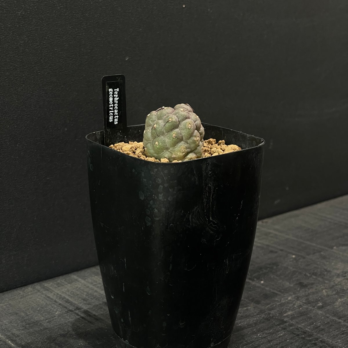 テフロカクタス ゲオメトリクス 鉢ごと サボテン テフロカクタス ゲオメトリクス × プラ鉢 | 最終的にサボテン