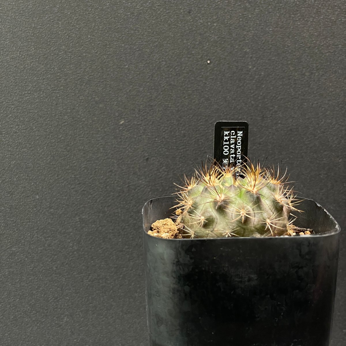 木の上　エオカルカリア エオカルカリア | ジュラシック・パーク Wiki | Fandom