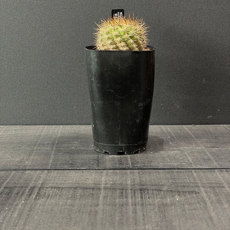 サボテン エリオシケ（旧ネオポルテリア) サブギボサ × プラ鉢 | 最終