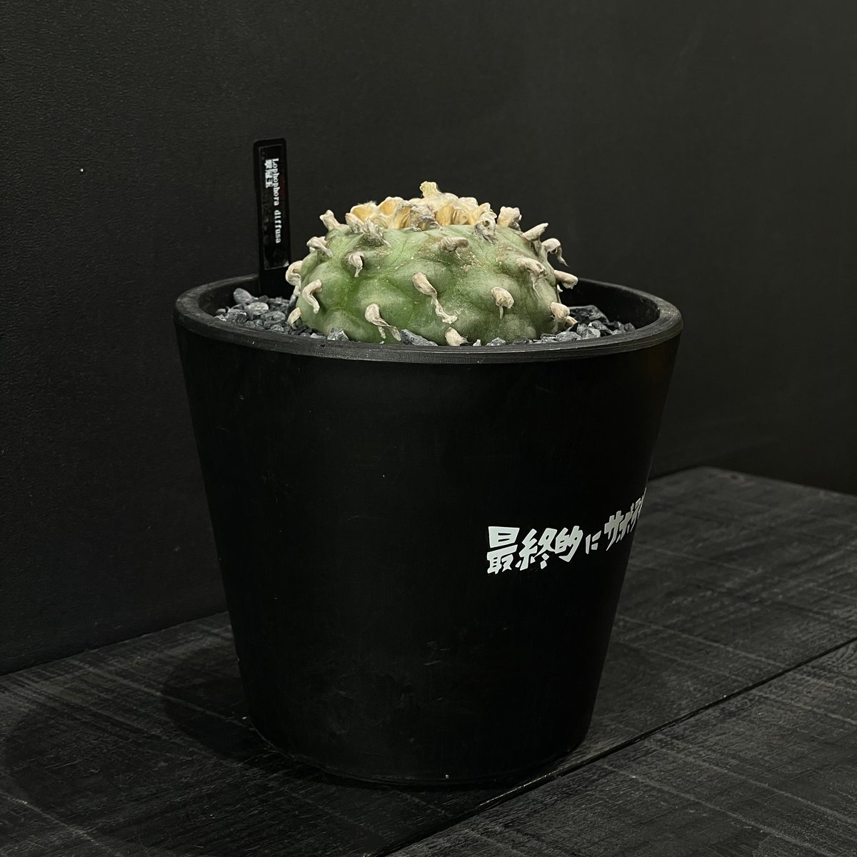 サボテン ロフォフォラ 翠冠玉 × BLACK PLASTIC POT（ロゴ入り