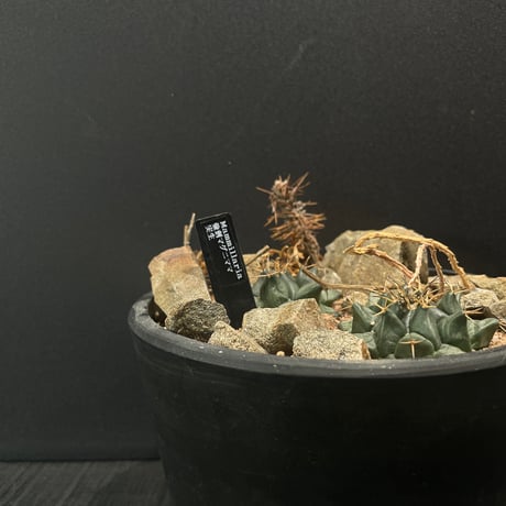 ドライガーデン | STORES