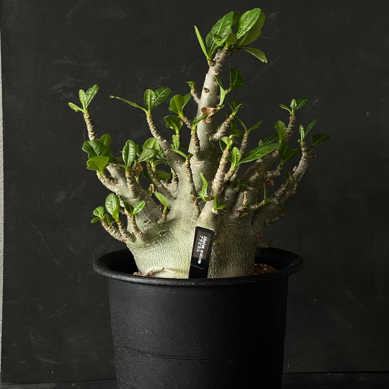 塊根植物 アデニウム アラビカム × プラ鉢 | 最終的にサボテン