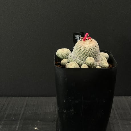 エピテランサ | STORES