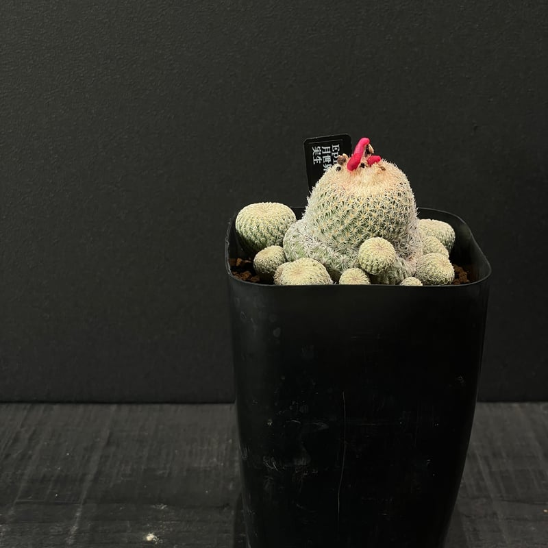 サボテン エピテランサ 月世界sb63 × プラ鉢 | 最終的にサボテン