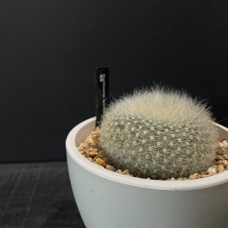 ドライガーデン | STORES