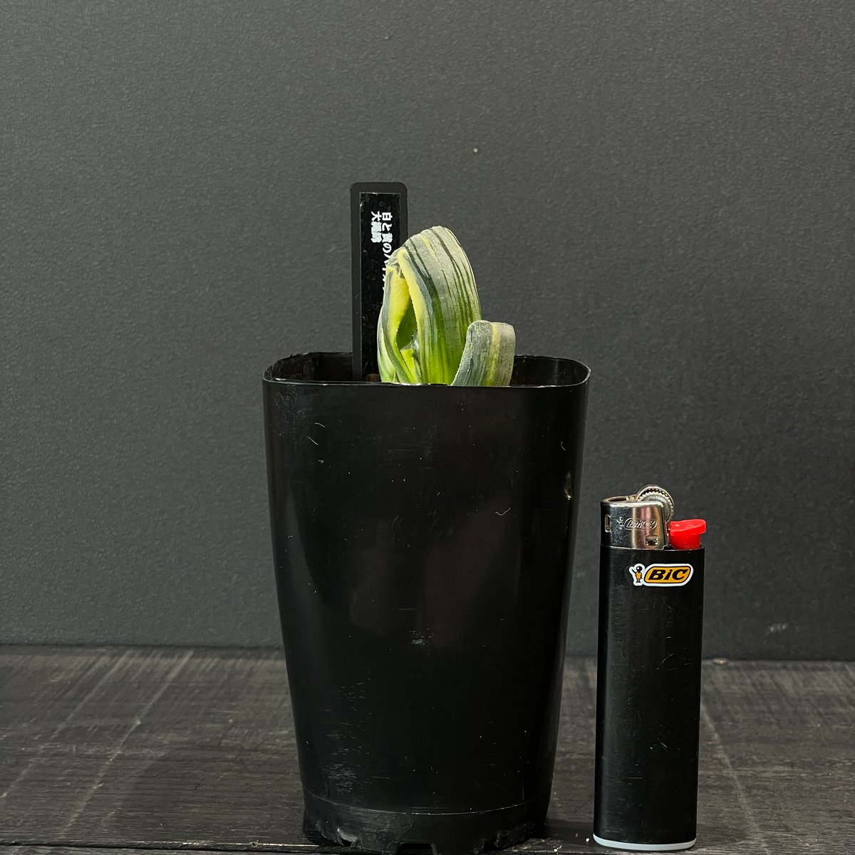 多肉植物 ハオルチア 太陽錦 × プラ鉢 | 最終的にサボテン オンライン