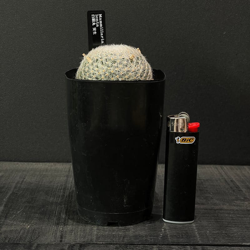 サボテン マミラリア 白絹丸 × プラ鉢 | 最終的にサボテン オンライン