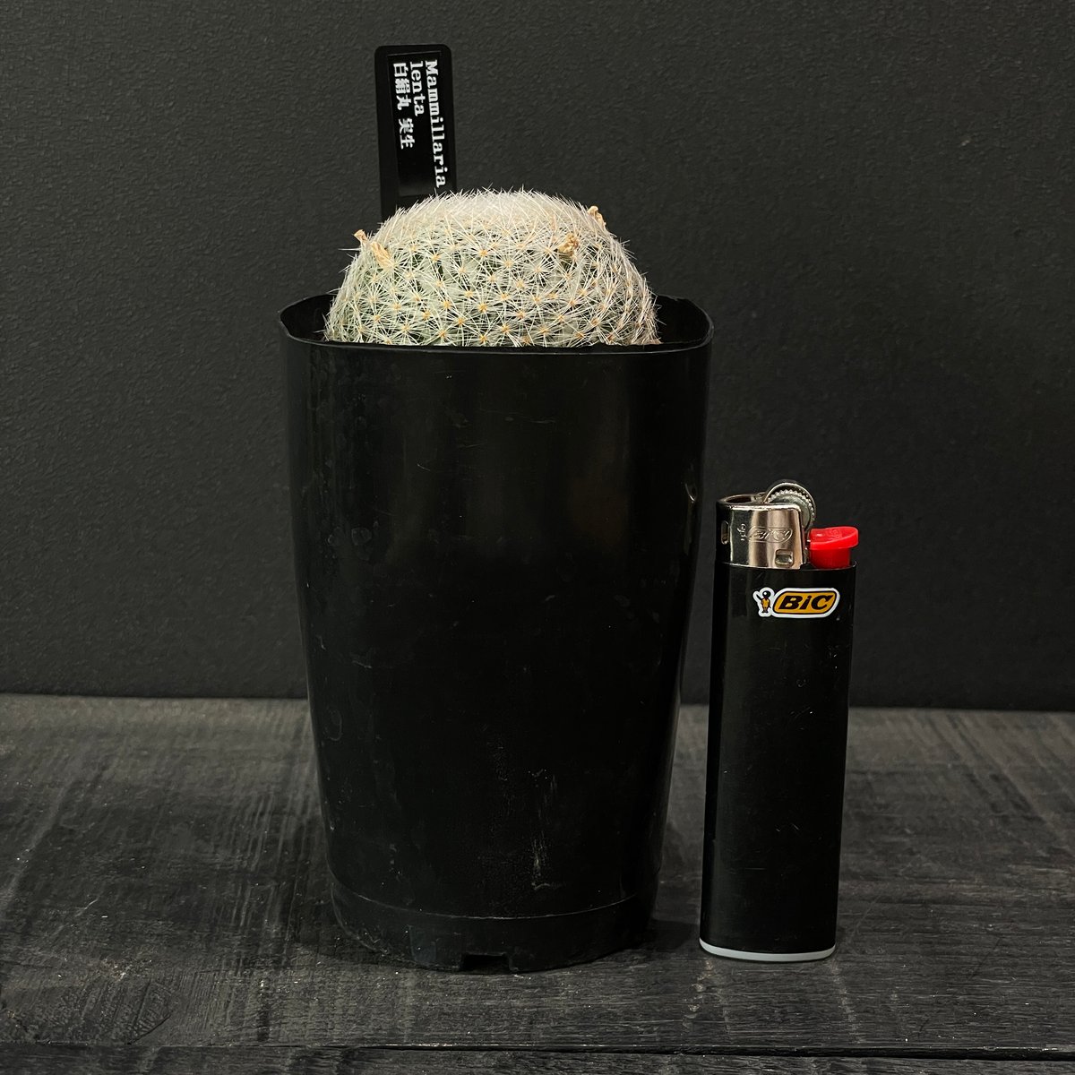 サボテン マミラリア 白絹丸 × プラ鉢 | 最終的にサボテン オンライン