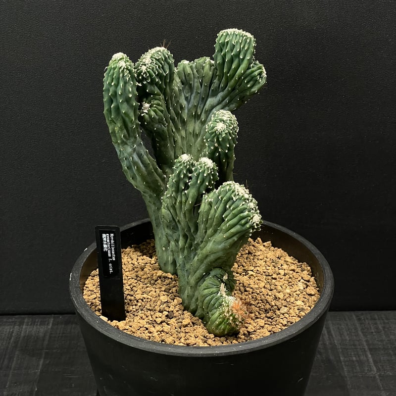 サボテン ミルチロカクタス 竜神木綴化 × BLACK PLASTIC POT | 最終的