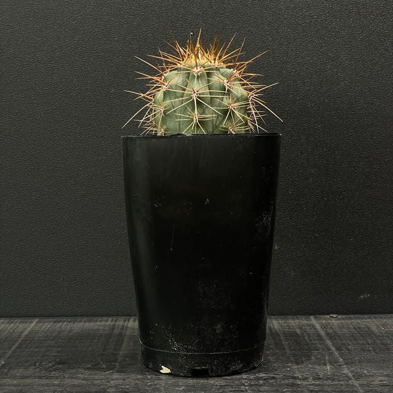 サケハサカナ   サカナハキドリ サザナミトサカハギ - 生きもの図鑑 鳥羽水族館