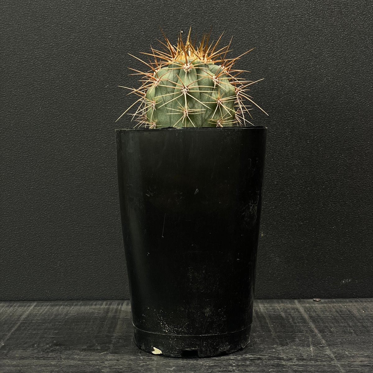 サケハサカナ   サカナハキドリ 雨の日の #クロエリサケビドリ 木陰で雨宿りをする鳥が多いなか