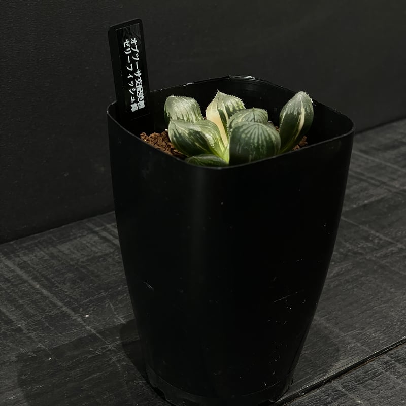 多肉植物 ハオルチア ゼリーフィッシュ錦 × プラ鉢 | 最終的に 多肉植物 ハオルチア ゼリーフィッシュ錦 × プラ鉢 | 最終的に
