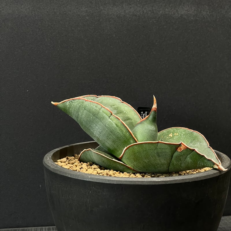 多肉植物 サンスベリア バナナ × BLACK PLASTIC POT | 最終的に