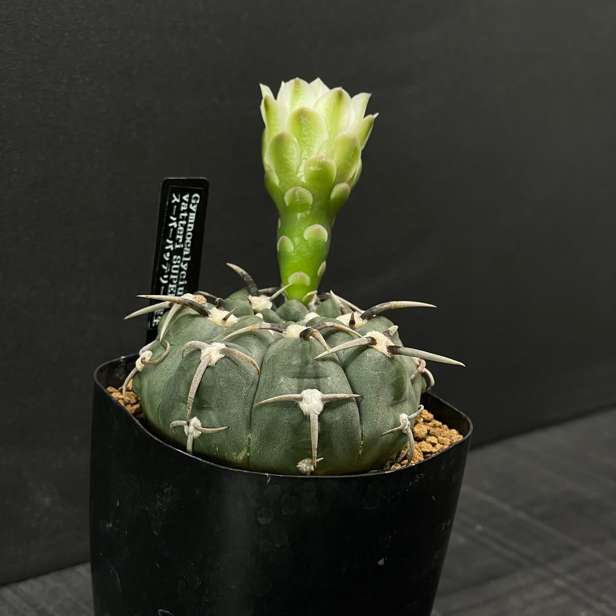 ボ*ド様 バッテリー 狂刺スーパーからの実生 鉢植え メルカリ便送料込み 9f7a2c360bdb3c049bd2e99e49829a