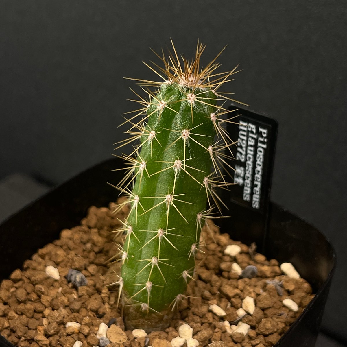 サボテン ピロソケレウス グラウケスケンス × プラ鉢 | 最終的に