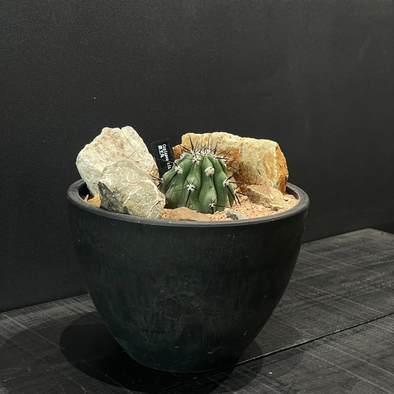 サボテン コピアポア 黒王丸 × HABITAT STYLE | 最終的にサボテン