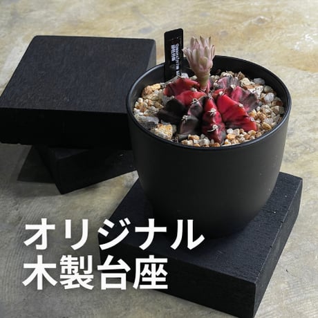 最終的にサボテン オンラインストア