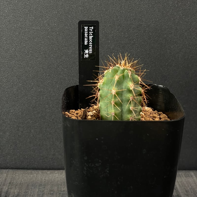 サボテン トリコケレウス 黄鷹 × プラ鉢 | 最終的にサボテン