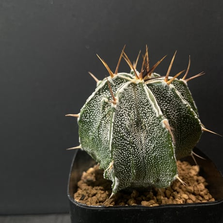 アストロフィツム | STORES