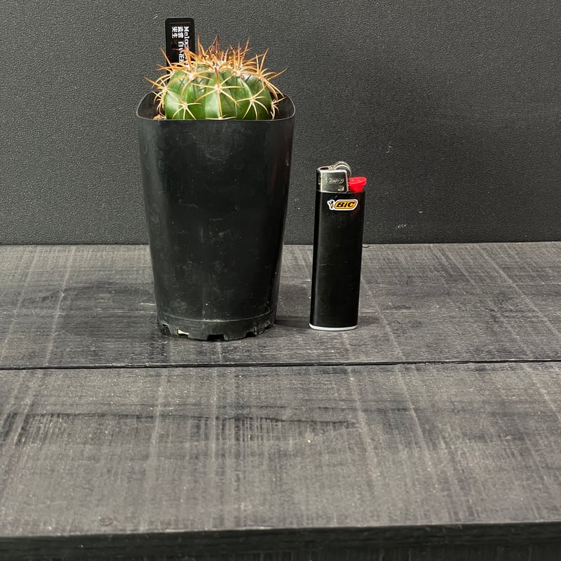サボテン メロカクタス 流雲 × プラ鉢 | 最終的にサボテン オンライン