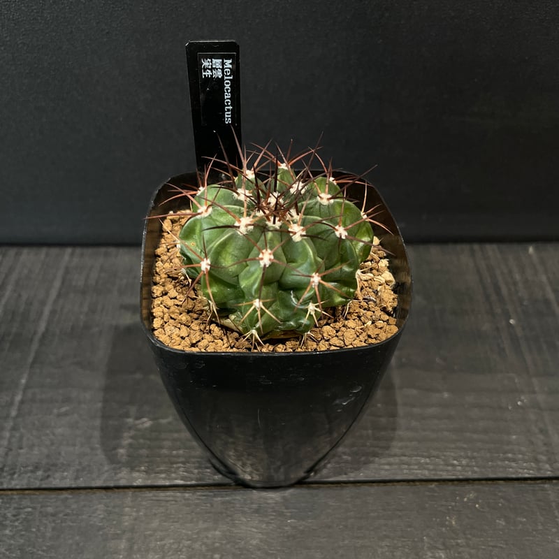 サボテン メロカクタス 層雲 × プラ鉢 | 最終的にサボテン オンライン