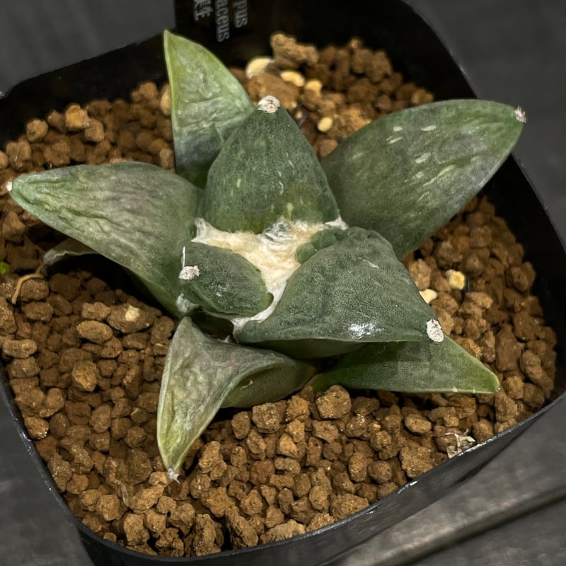 サボテン アリオカルプス 花牡丹 × プラ鉢 | 最終的にサボテン