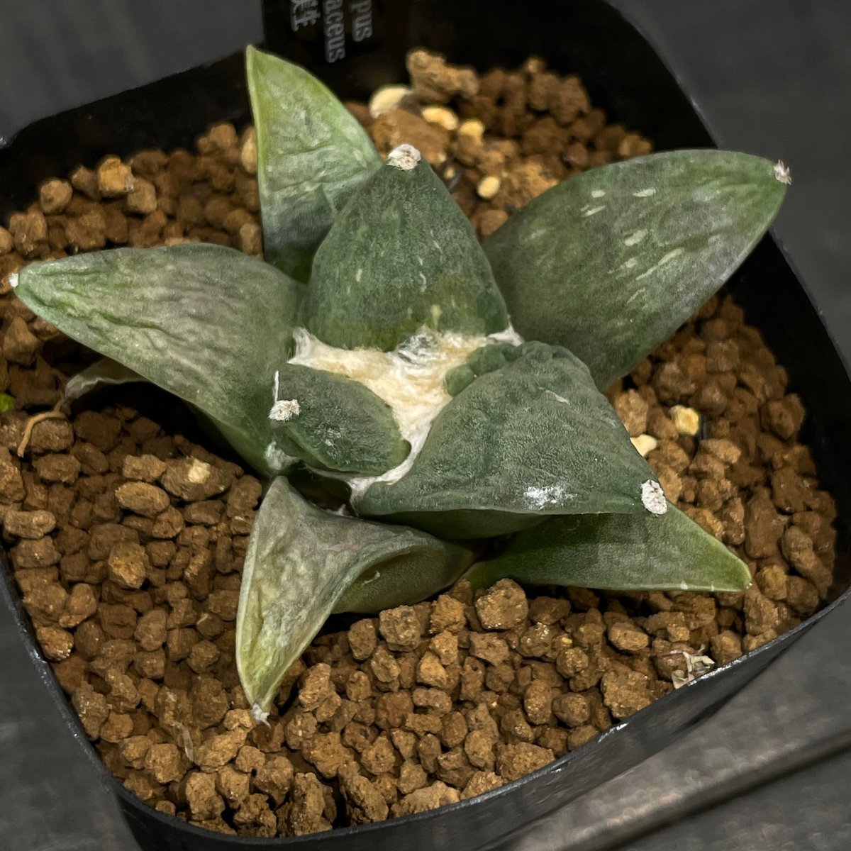 サボテン アリオカルプス 花牡丹 × プラ鉢 | 最終的にサボテン