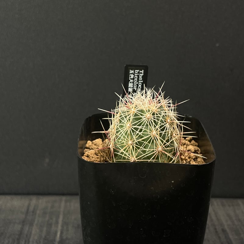 サボテン テロカクタス 五色大統領 × プラ鉢 | 最終的にサボテン