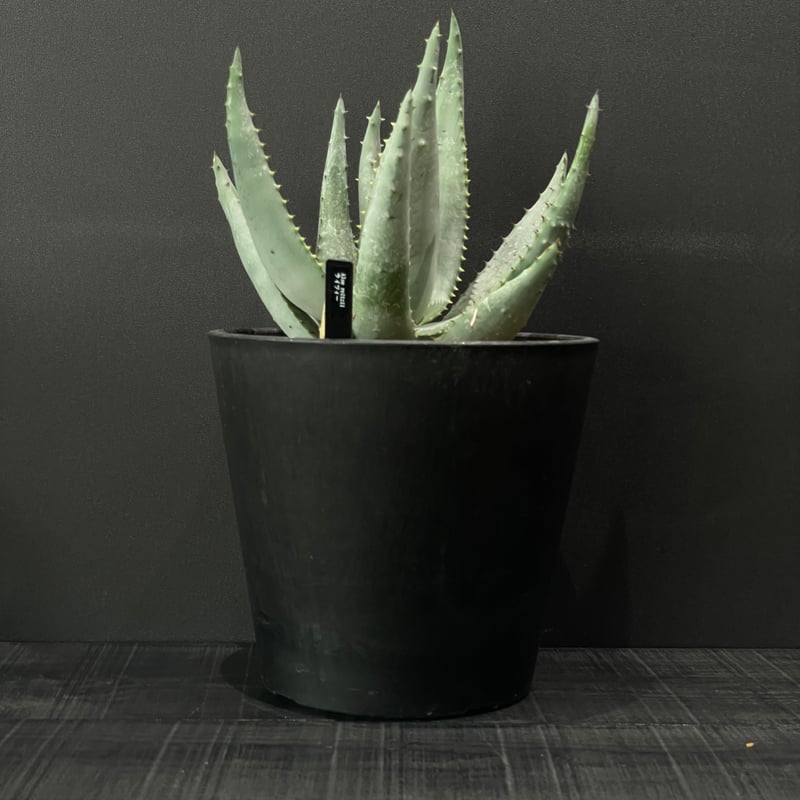 多肉植物 アロエ ライツィー × BLACK PLASTIC POT | 最終的にサボテン