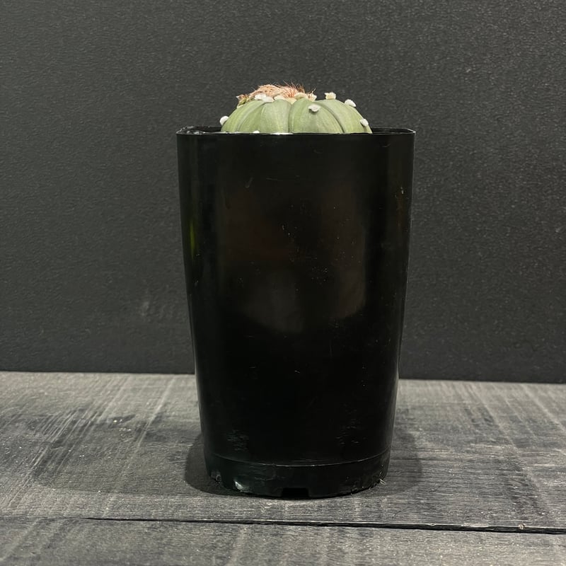 サボテン アストロフィツム 瑠璃兜 × プラ鉢 | 最終的にサボテン