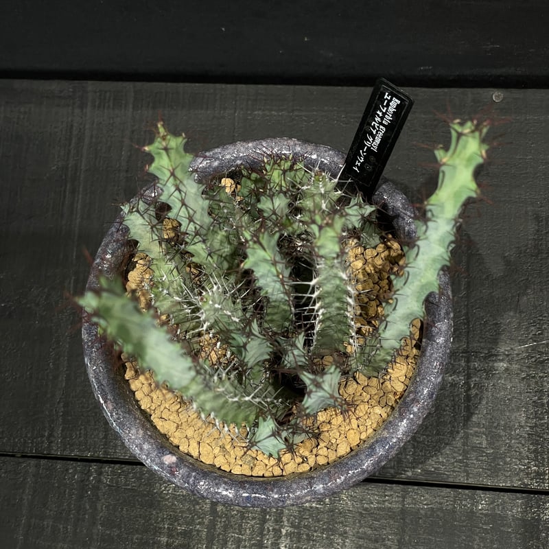 コーデックス ユーフォルビア グリーンウェイ × 陶器鉢 | 最終的に