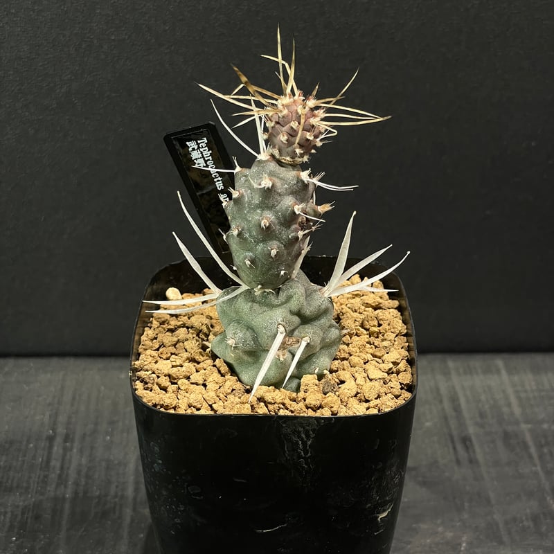 トゲなしタイプ テフロカクタス 綺麗なまん丸つるつる 超大苗 根なし