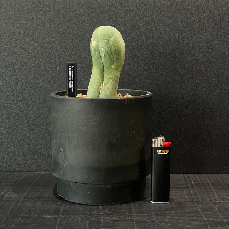 サボテン トリコケレウス 珍宝閣 × BLACK PLASTIC POT | 最終的