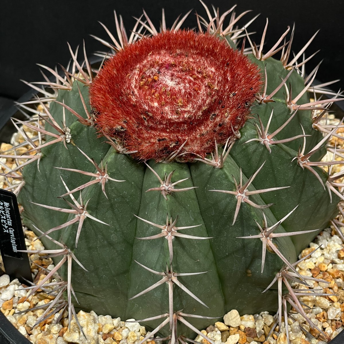 ［特大］メロカクタス クルビスピナス ドライガーデン 特大］メロカクタス クルビスピナス ドライガーデン - メルカリ