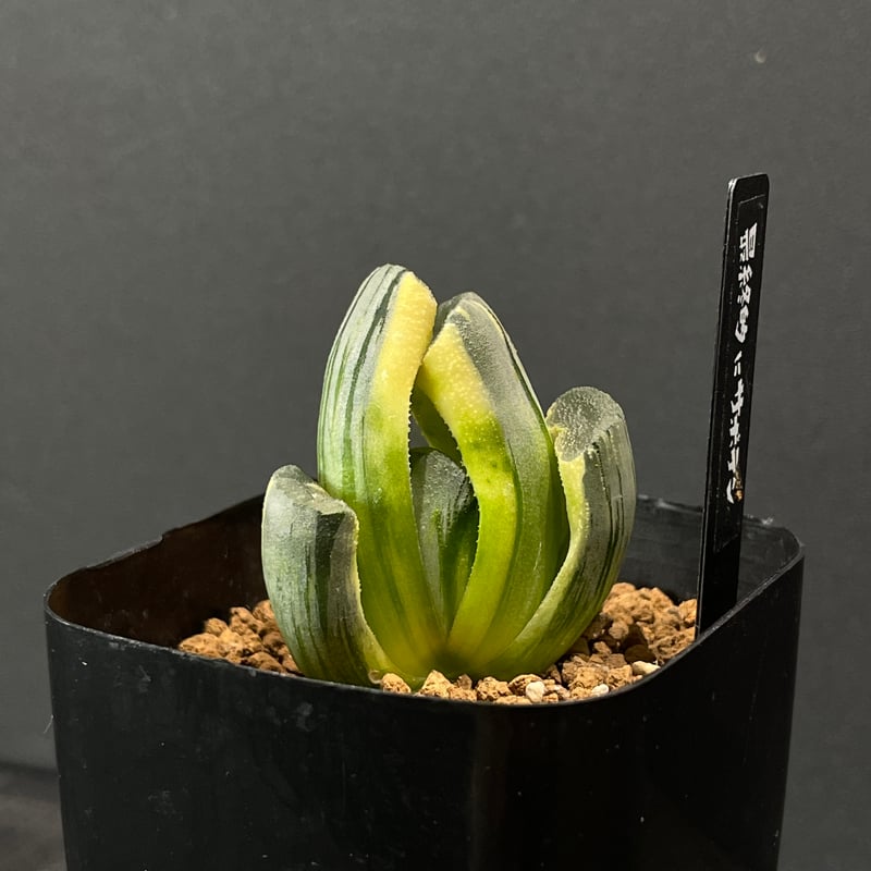 多肉植物 ハオルチア 太陽錦 × プラ鉢 | 最終的にサボテン オンライン