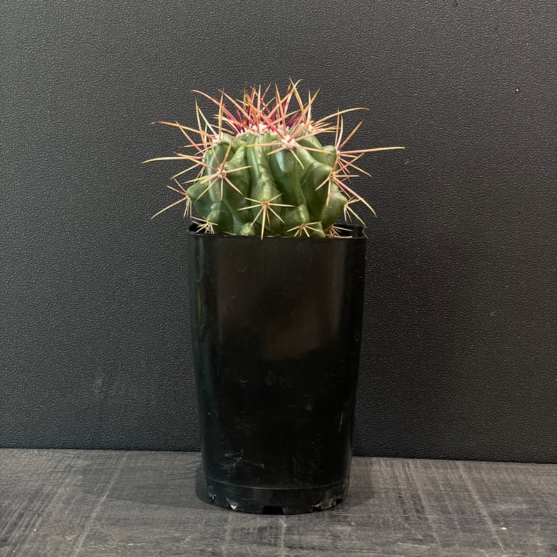 サボテン フェロカクタス 赤鳳 × プラ鉢 | 最終的にサボテン
