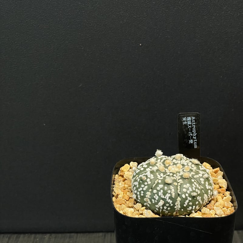 サボテン アストロフィツム 瑠璃スーパー兜 × プラ鉢 | 最終的に