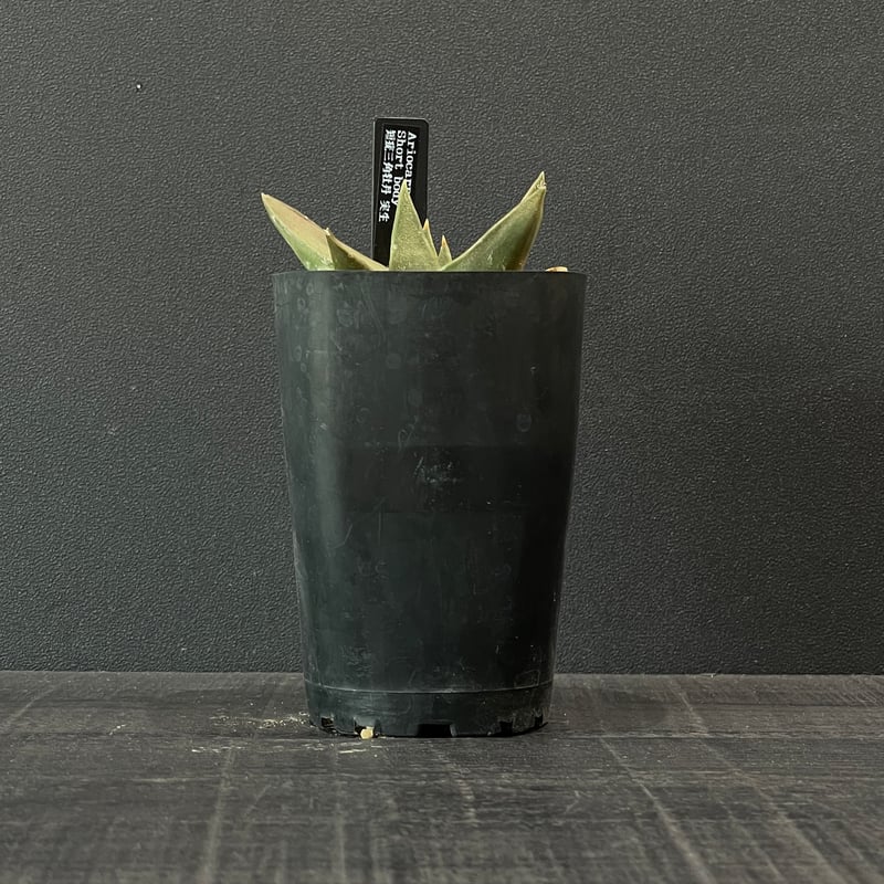 サボテン アリオカルプス 短疣三角牡丹 × プラ鉢 | 最終的にサボテン