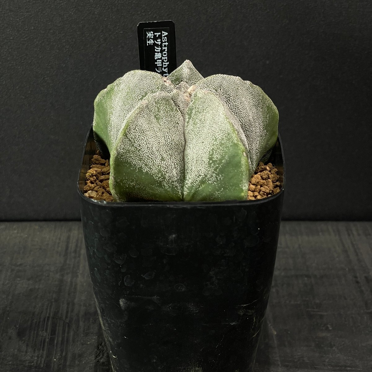 サボテン 楽天市場】【マラソンクーポン有】【現品】サボテン・兜丸