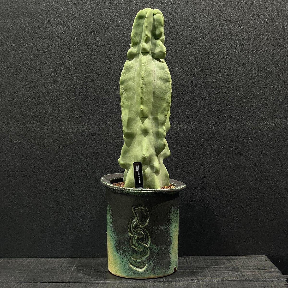 サボテン ロホセレウス 福緑寿 × 陶器鉢 | 最終的にサボテン