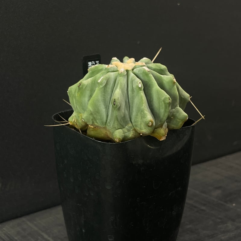 サボテン フェロカクタス 棘無し王冠竜 × プラ鉢 | 最終的にサボテン