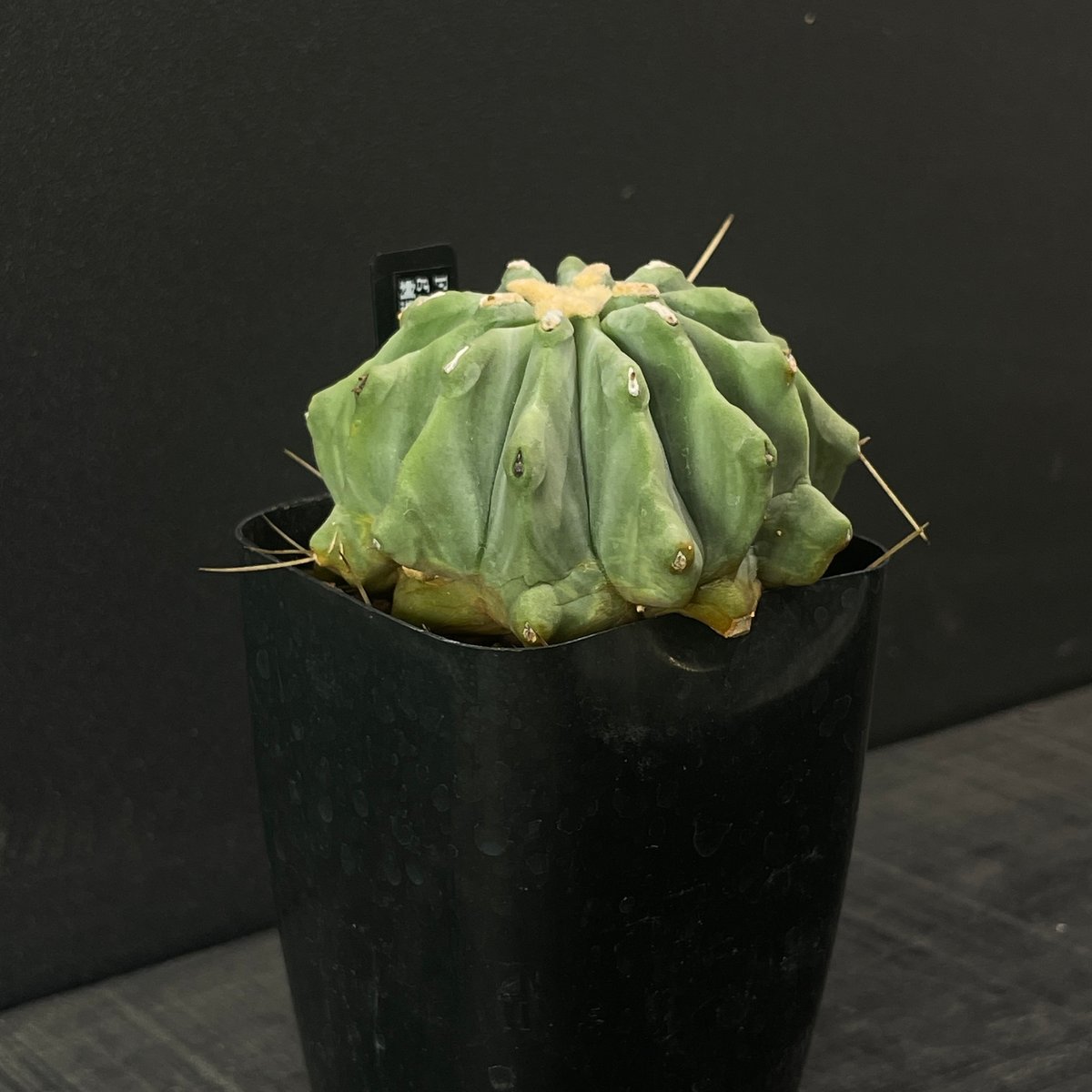サボテン フェロカクタス 棘無し王冠竜 × プラ鉢 | 最終的にサボテン